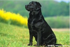 世界十大可爱温顺狗狗,拉布拉多犬妥妥的排名第一